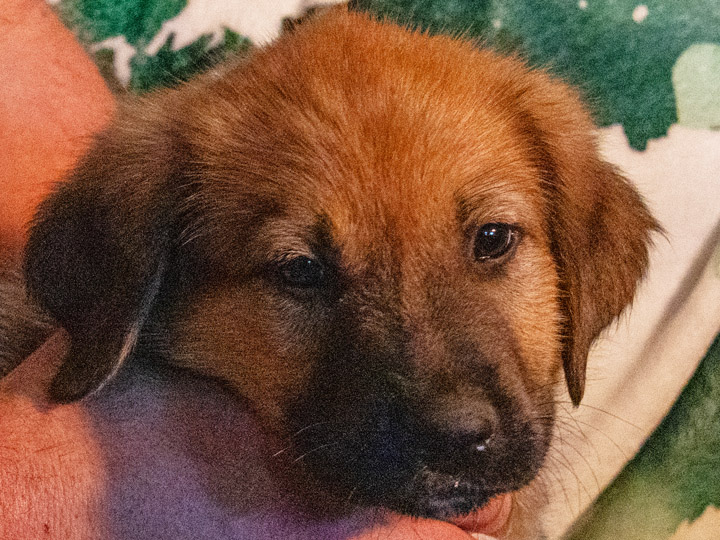 chinook puppy